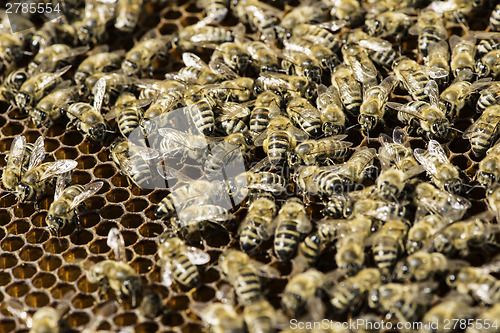 Image of Close up honeycombs