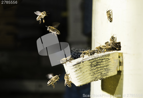 Image of Bees entering the hive