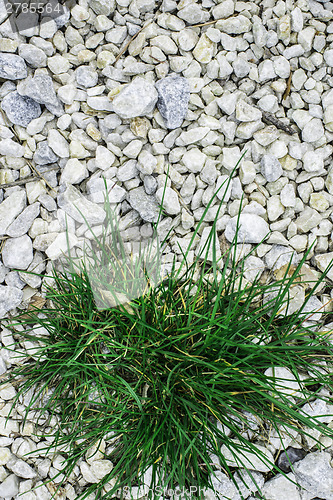 Image of Green grass and stones