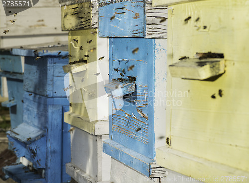 Image of Swarm of bees fly to beehive