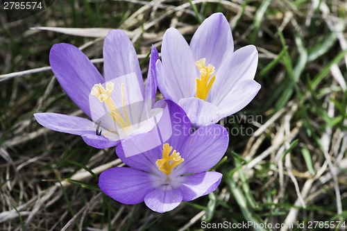 Image of Blue crocus