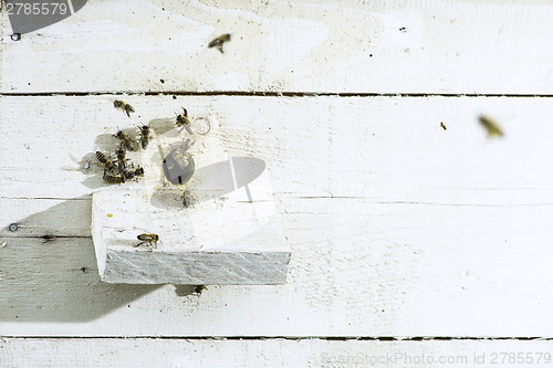 Image of Bees entering the hive