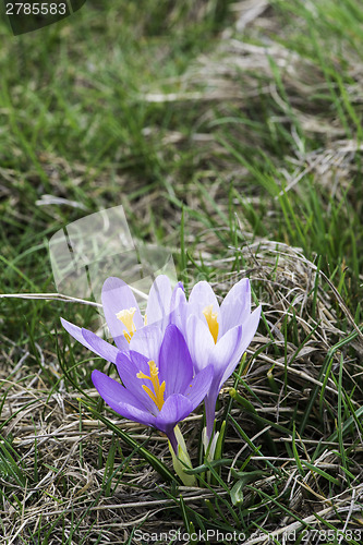 Image of Blue crocus