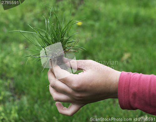 Image of Turf grass and earth
