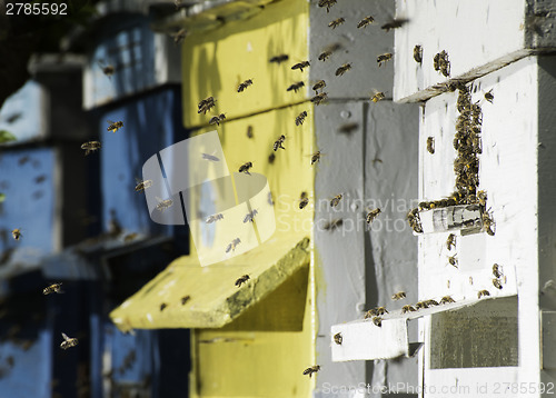 Image of Swarm of bees fly to beehive