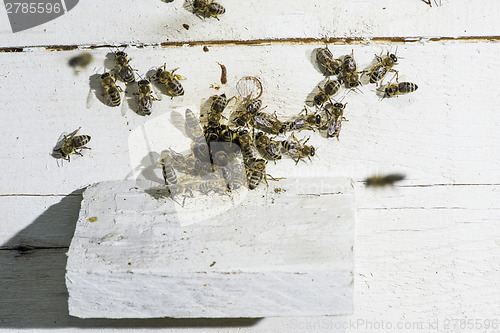 Image of Bees entering the hive