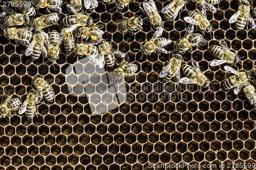 Image of Close up honeycombs