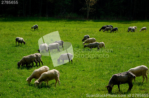 Image of Sheep on pasture.