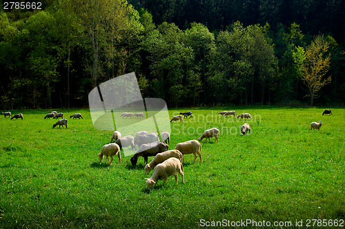 Image of Sheep on pasture.