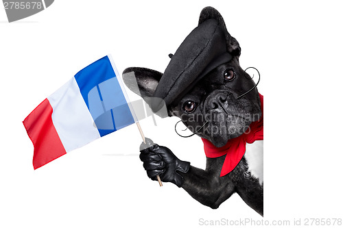 Image of french dog