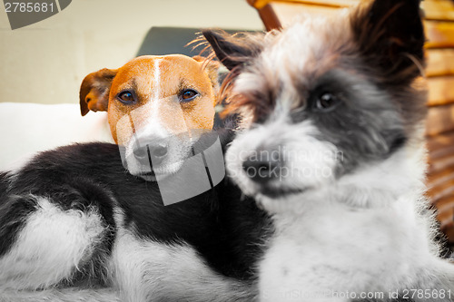 Image of dogs in love