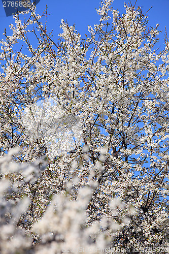 Image of trees in bloom 