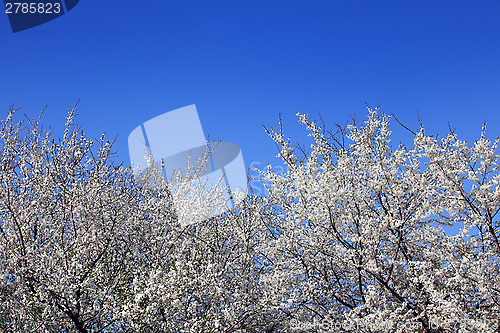 Image of 	trees in bloom