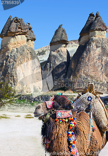 Image of camel in Cappadocia, Turkey