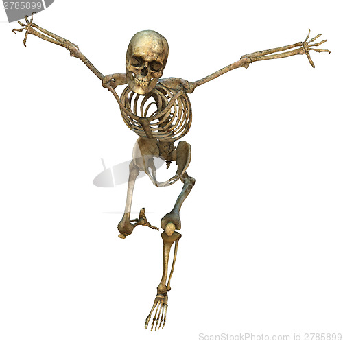 Image of Human Skeleton