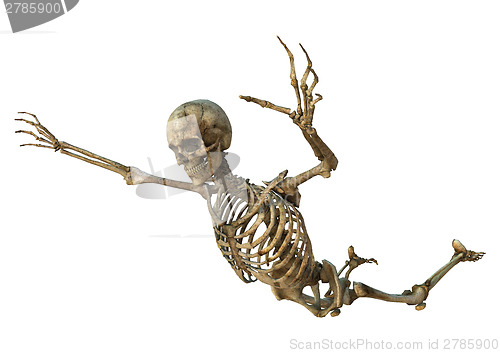 Image of Human Skeleton