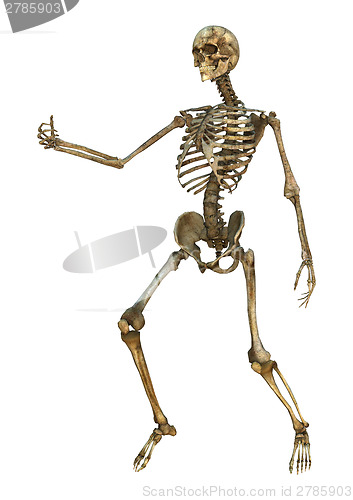 Image of Human Skeleton