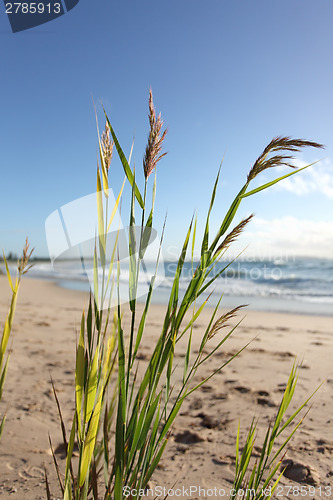 Image of Beach grass glistening in the morning breeze