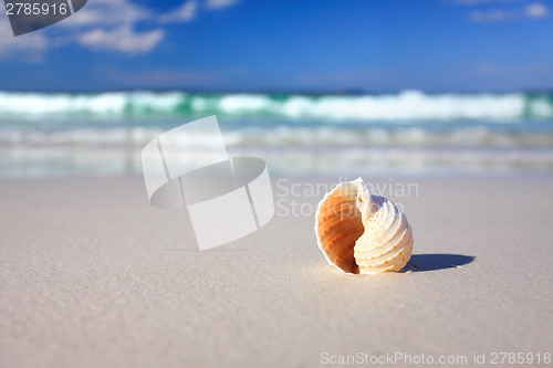 Image of Beautiful tropical shell on the beach vacation