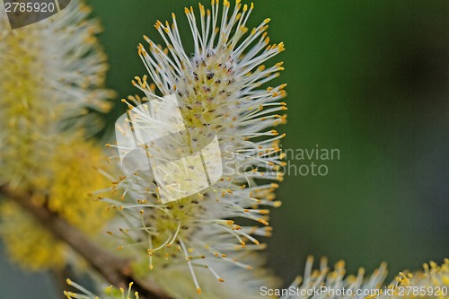 Image of Tree crop