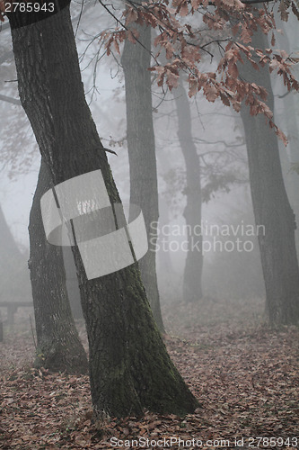 Image of Foggy landscape