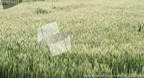 Image of Green grass