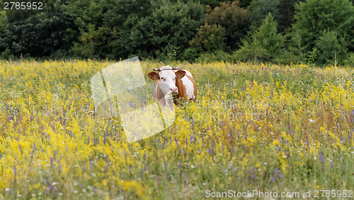 Image of Cow on the meadow