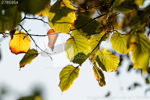 Image of Green leaf