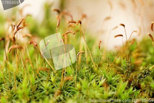 Image of Green moss