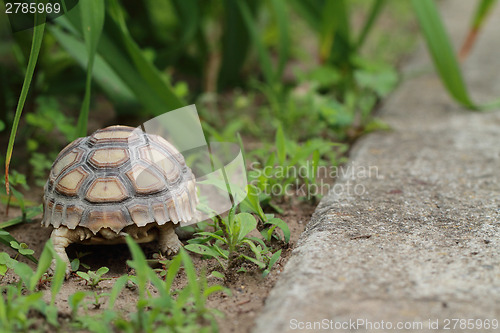 Image of Tortoiseshell