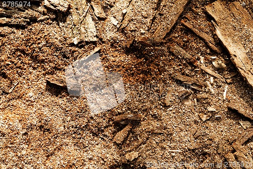 Image of Sawdust