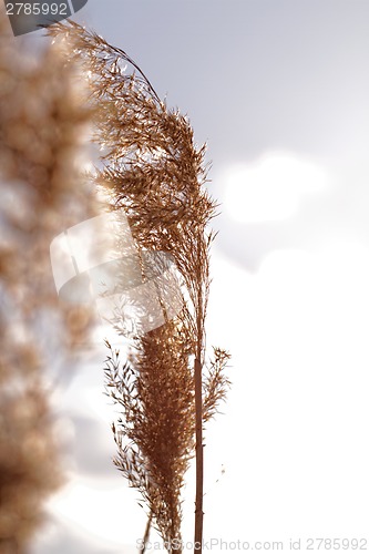 Image of Gold grass
