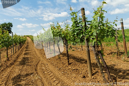 Image of Tokay grapes