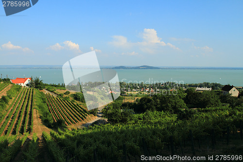 Image of Badacsony - Balaton