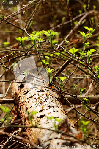 Image of Big forest