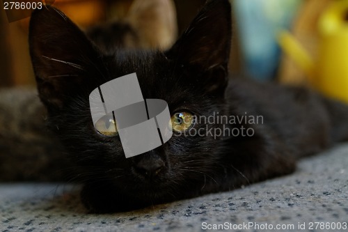 Image of Black cat