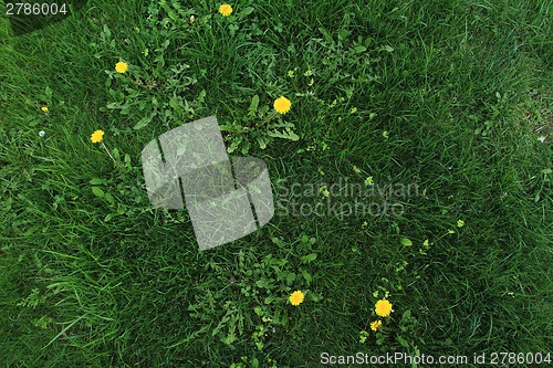 Image of Green grass