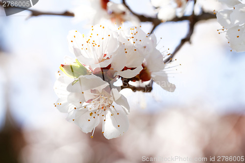 Image of Blossom