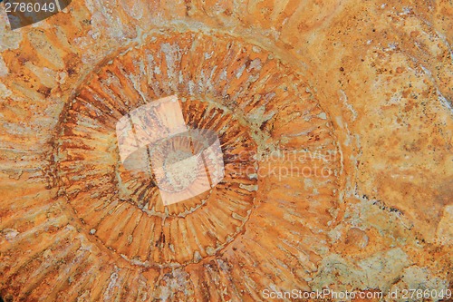 Image of natural amonite fossil background 