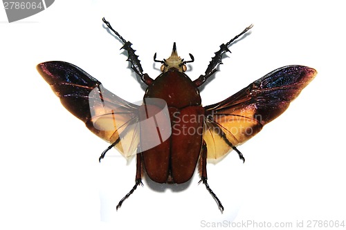Image of tropical bug 
