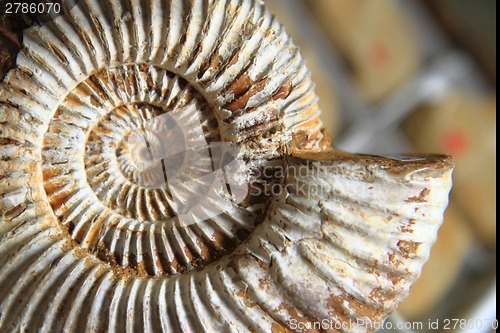 Image of natural amonite fossil background 