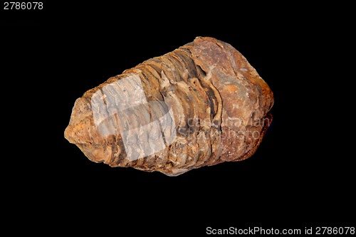 Image of trilobite fossil isolated on the black