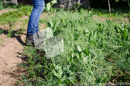 Image of pea plants and gardener water with watering-can 