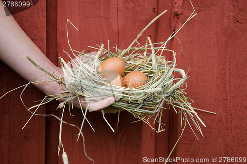 Image of hand hold nest with eggs on wooden wall background 