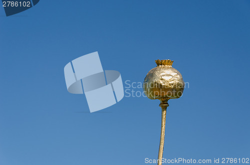 Image of gold sprayed poppy on blue sky background 
