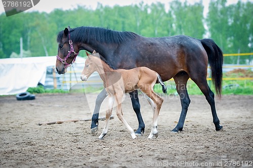 Image of Foal with his mother-mare walks in paddock