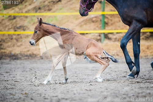 Image of Colt (2-day) walks and played in paddock