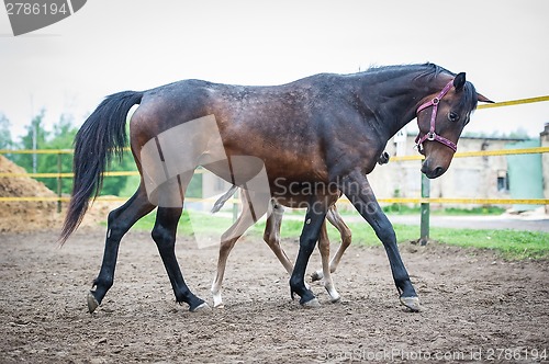 Image of Foal with his mother-mare walks in paddock