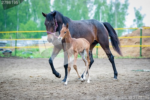 Image of Foal with his mother-mare walks in paddock