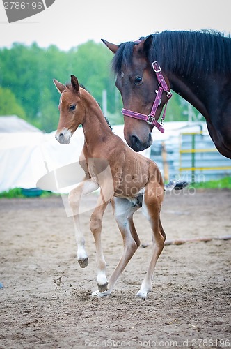 Image of Colt (2-day) walks and played in paddock